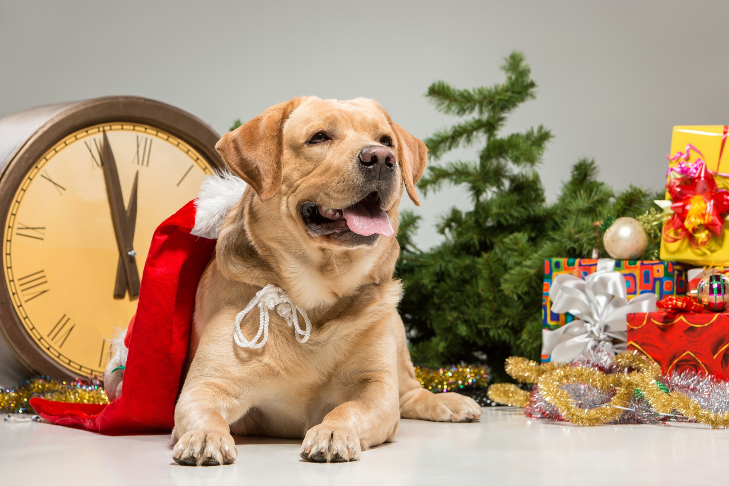 Detalles navideños para la imagen online de tu centro veterinario