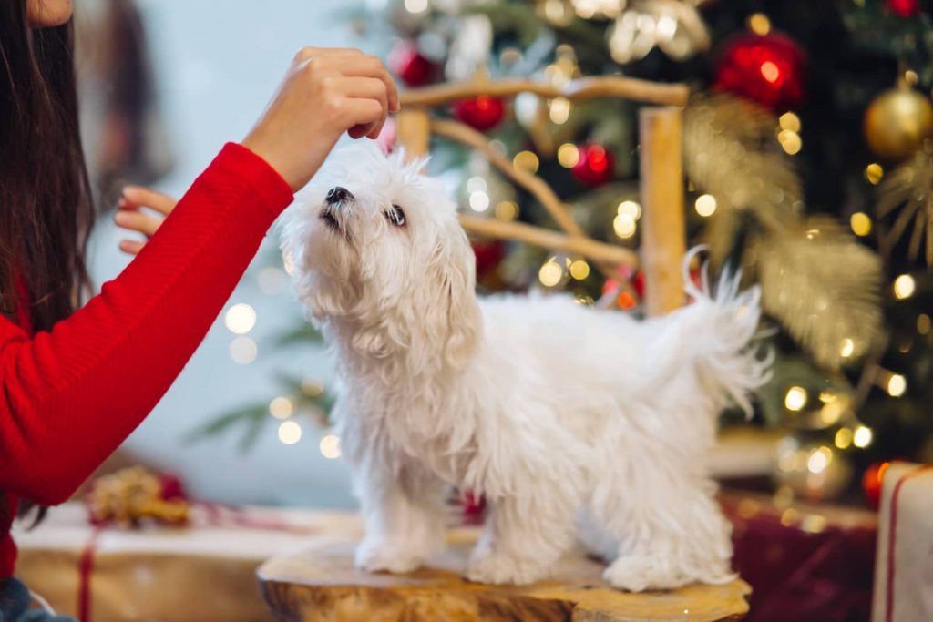 Ideas sobre cómo hacer llegar las recomendaciones navideñas veterinarias