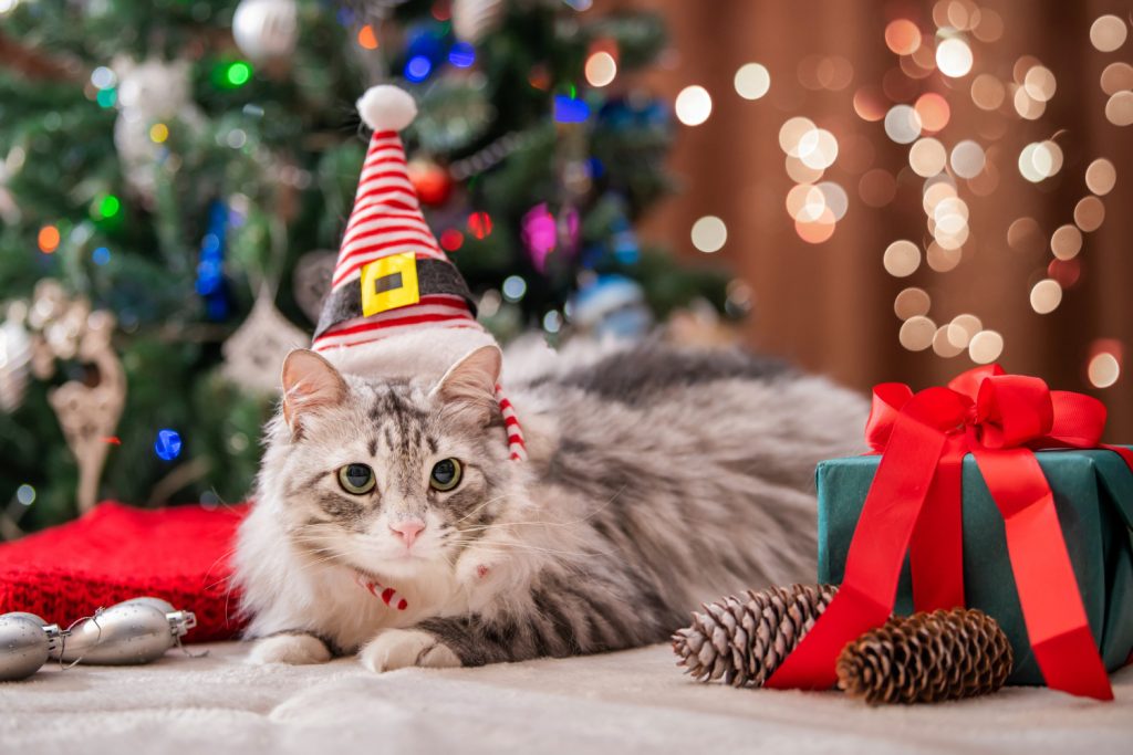 Recomendaciones de Navidad para los clientes de la clínica veterinaria
