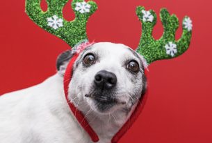 Recomendaciones navideñas para tus clientes sobre el cuidado de las mascotas en esta época