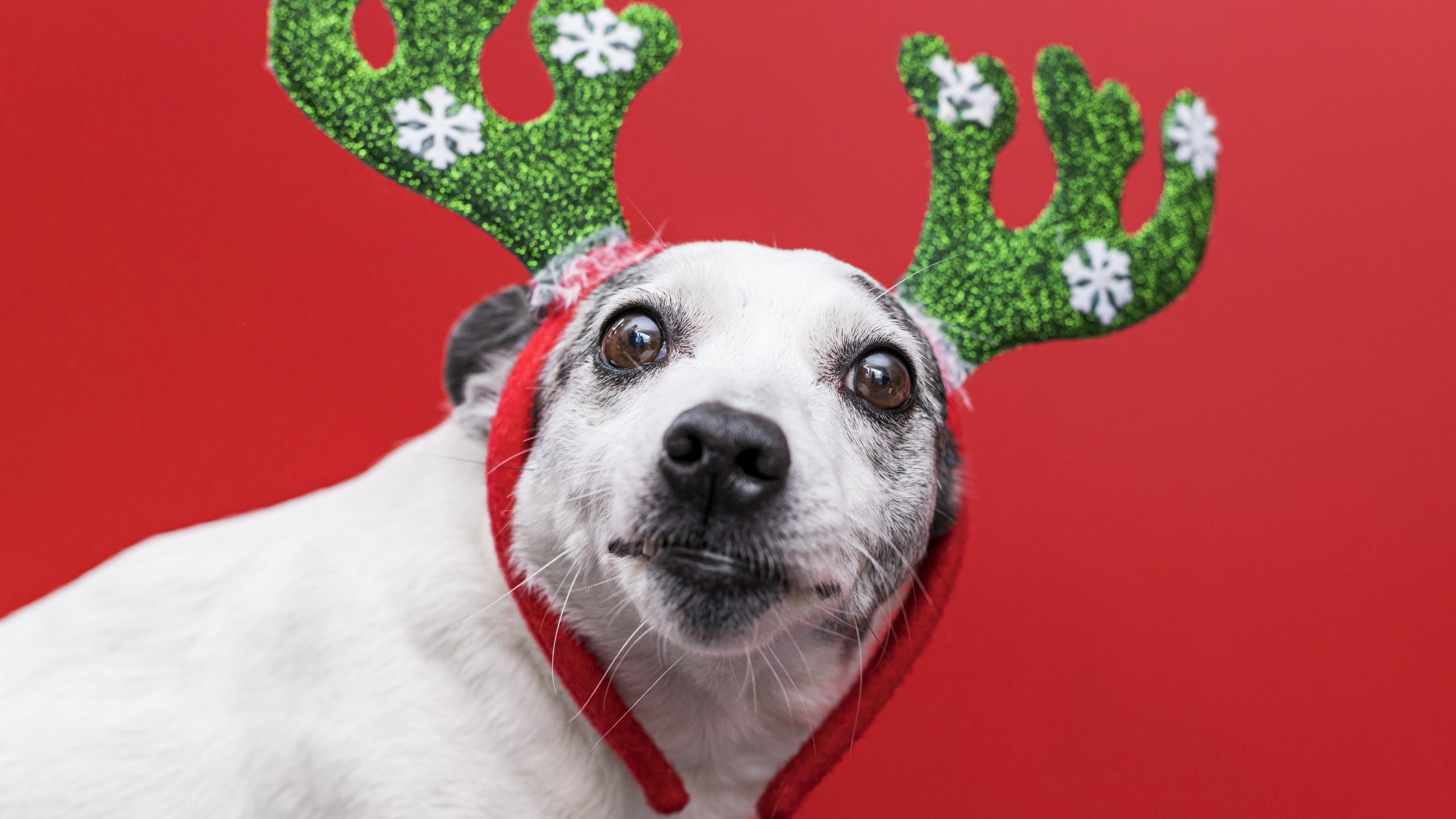 Recomendaciones navideñas para tus clientes sobre el cuidado de las mascotas en esta época