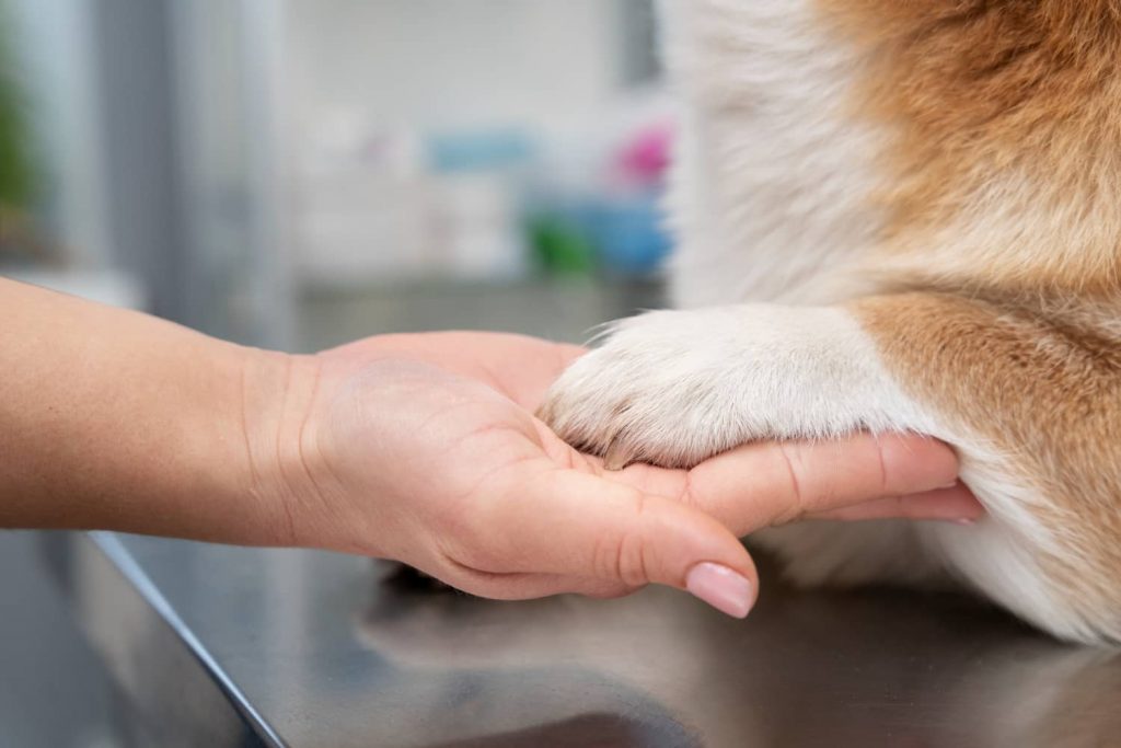 Qué hacer ante el ciberacoso en veterinaria