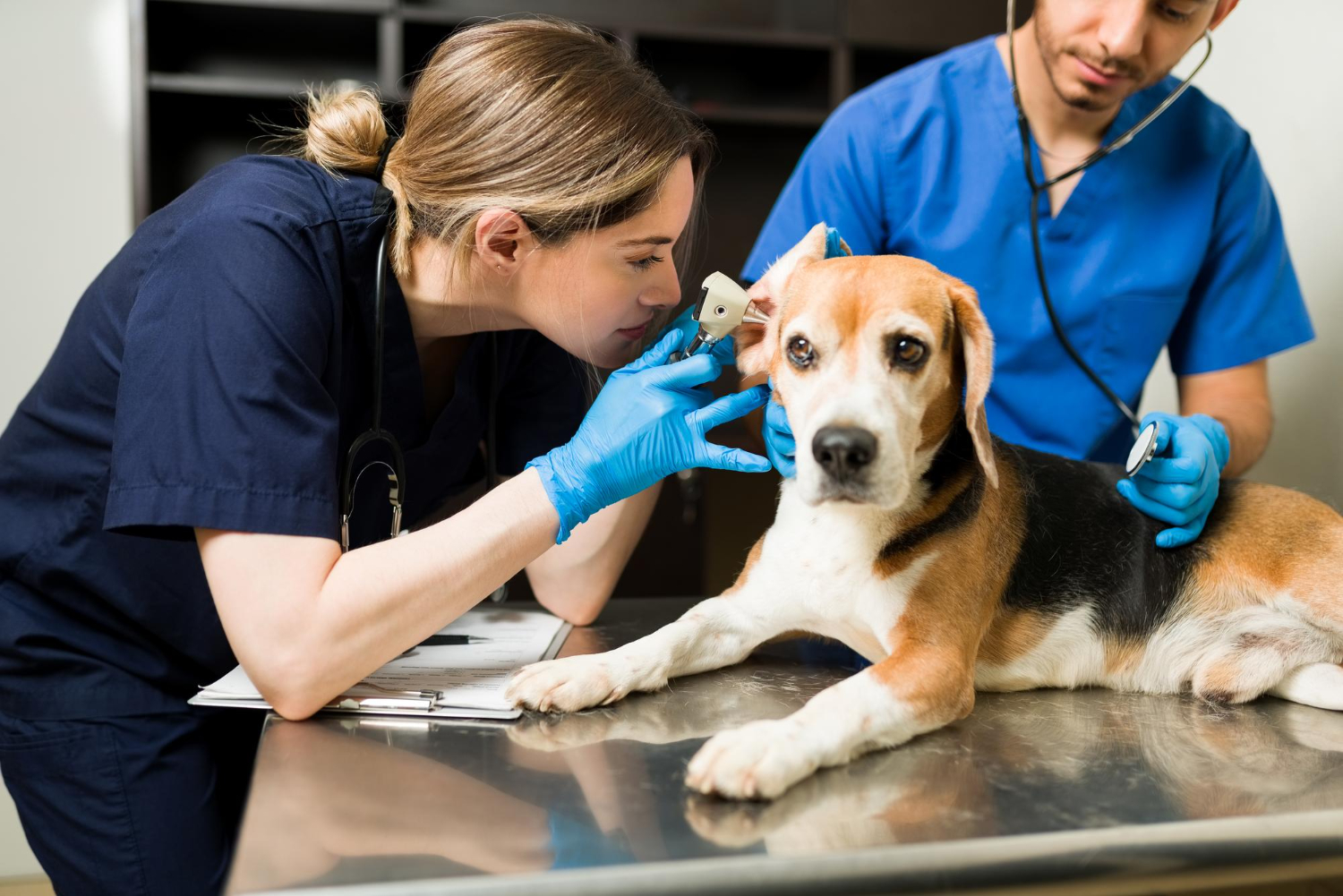 Febrero ha sumado nuevos empleos veterinarios