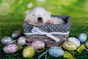 Semana Santa: recuerda a tus clientes que los animales no pueden comer huevos de Pascua