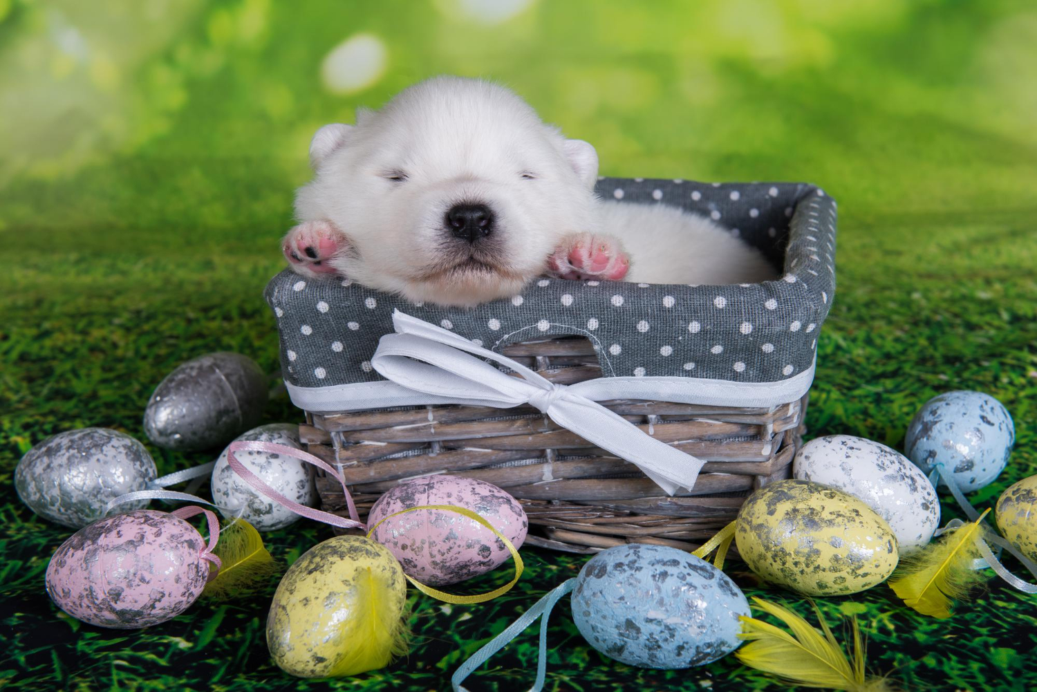 Semana Santa: recuerda a tus clientes que los animales no pueden comer huevos de Pascua
