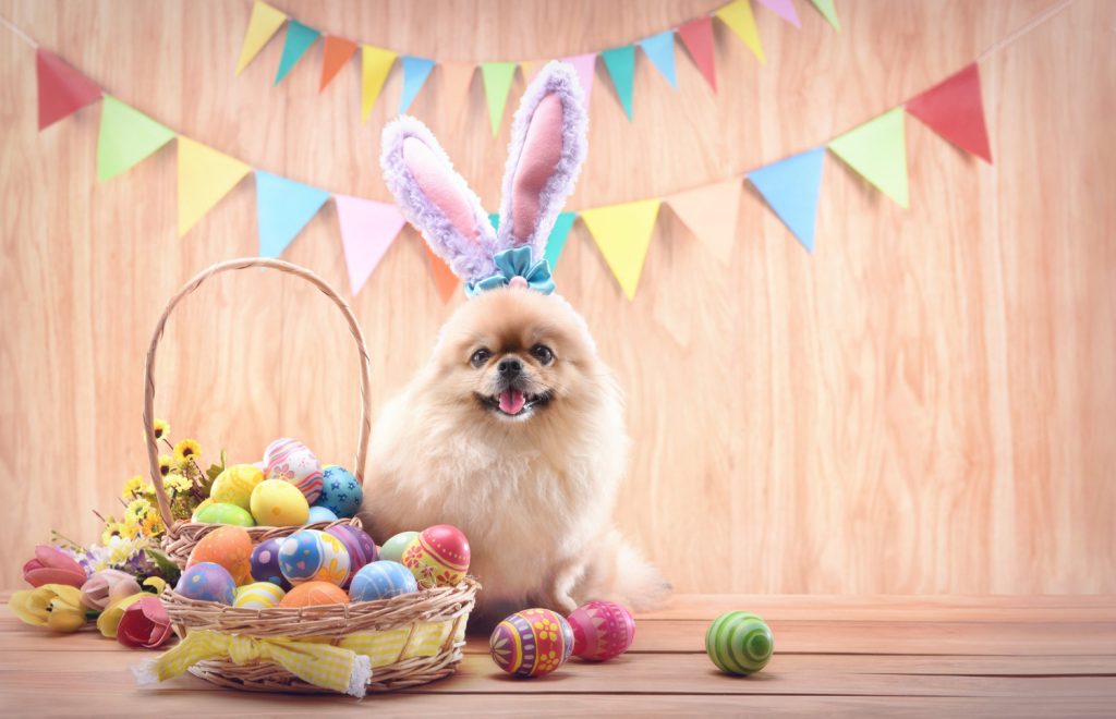 Tips para los clientes de tu veterinaria en relación con los huevos de Pascua