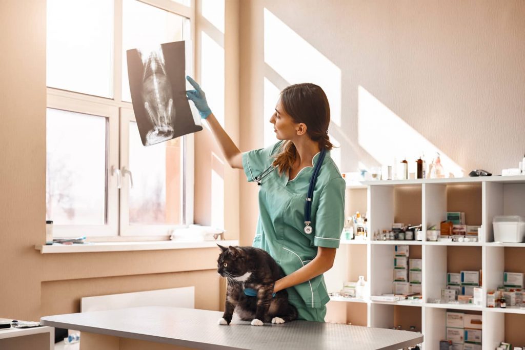 Cómo optimizar el espacio físico de tu clínica veterinaria