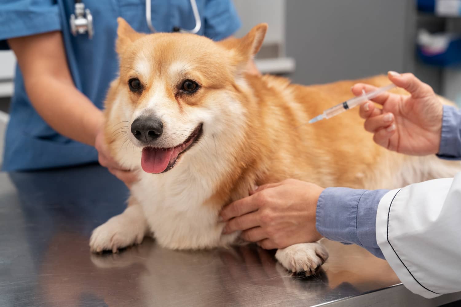 Como promocionar una campaña antirrábica en tu clínica veterinaria