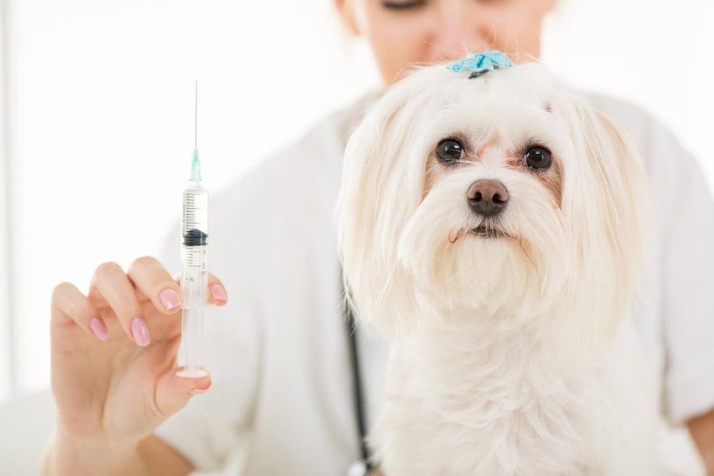 Consejos para promocionar una campaña antirrábica en tu clínica veterinaria eficazmente