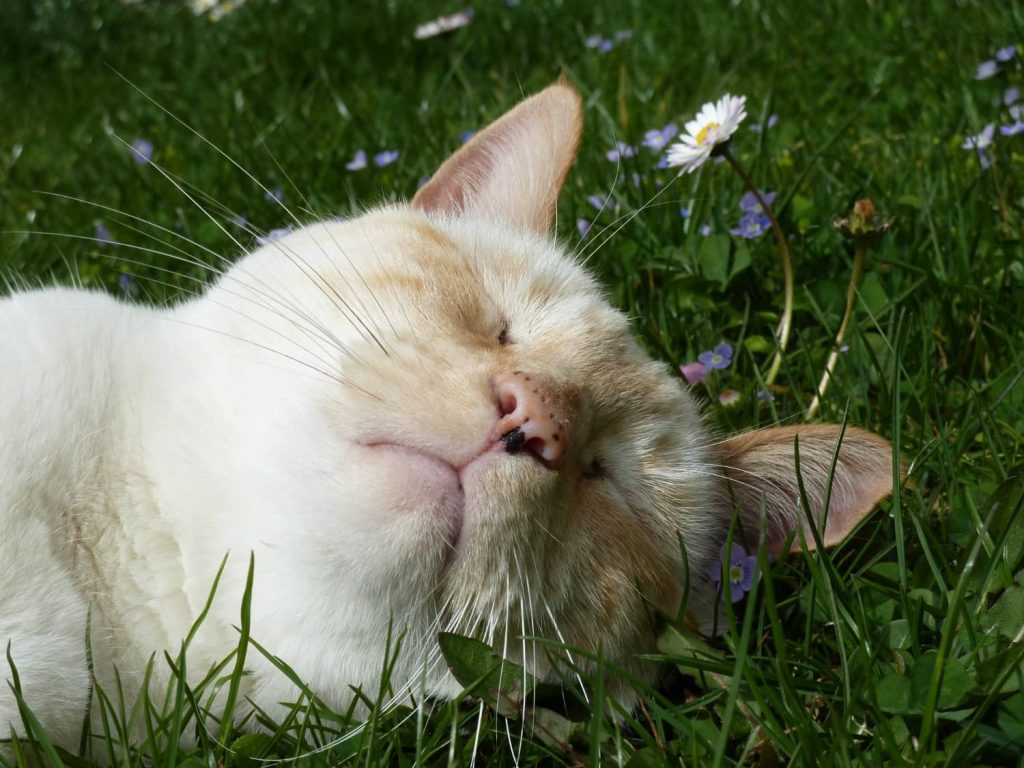 Consejos para proteger a las mascotas del calor de la primavera