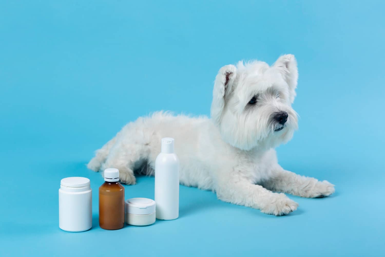 Importancia del packaging de los medicamentos veterinarios
