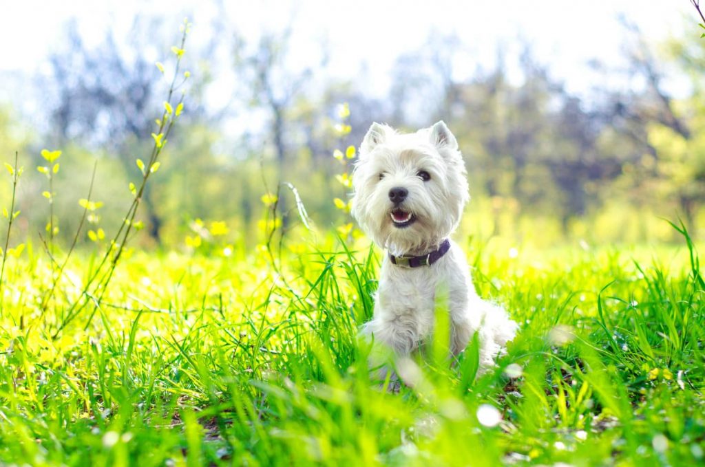 Recuerda a las clientes de tu veterinaria importancia de proteger a las mascotas del calor de la primavera