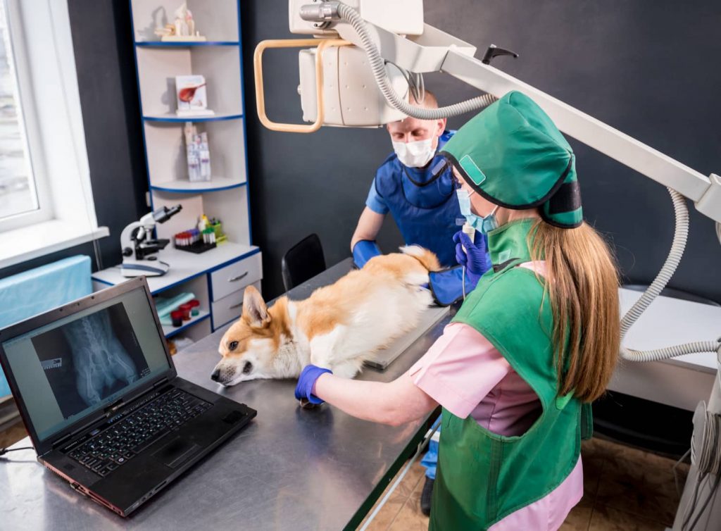 Beneficios de un sistema de registro electrónico en tu veterinaria