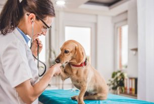 El bienestar emocional de los veterinarios: desafíos y estrategias para cuidar la salud mental