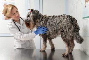 Cómo implementar programas de bienestar animal en la gestión veterinaria