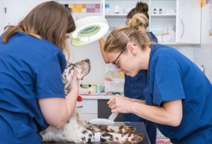 Importancia de contar con un protocolo para urgencias en la clínica veterinaria