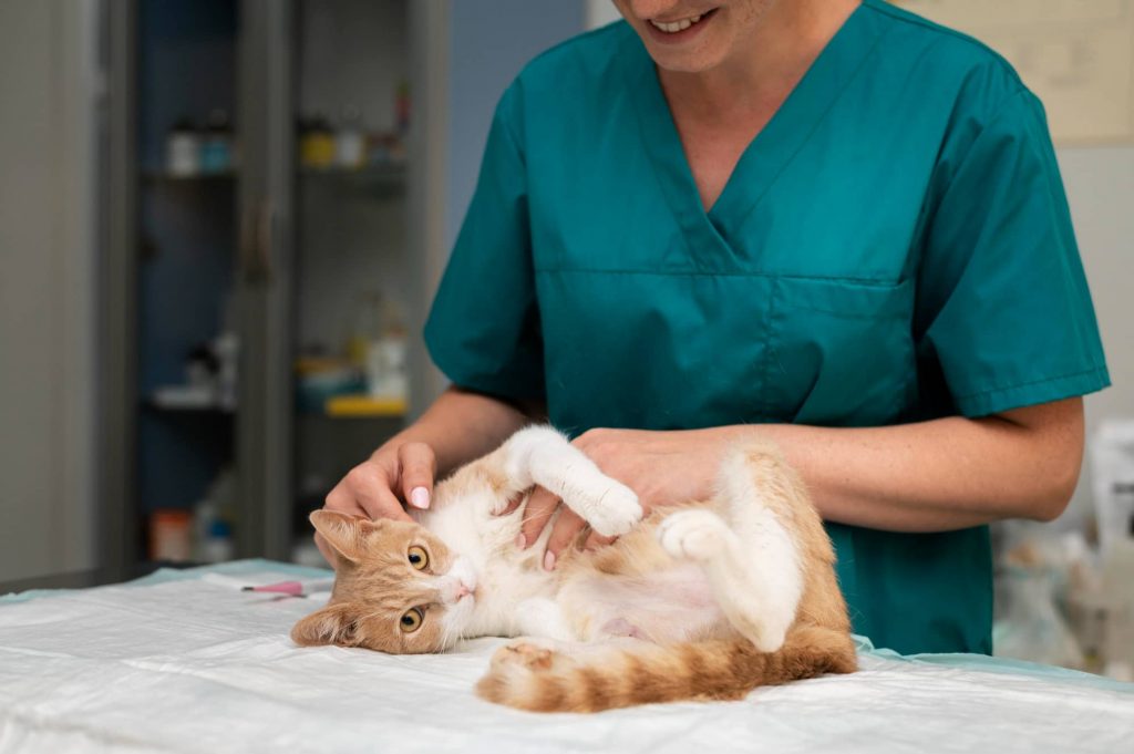 Pasos para implementar programas de bienestar animal en la clínica veterinaria