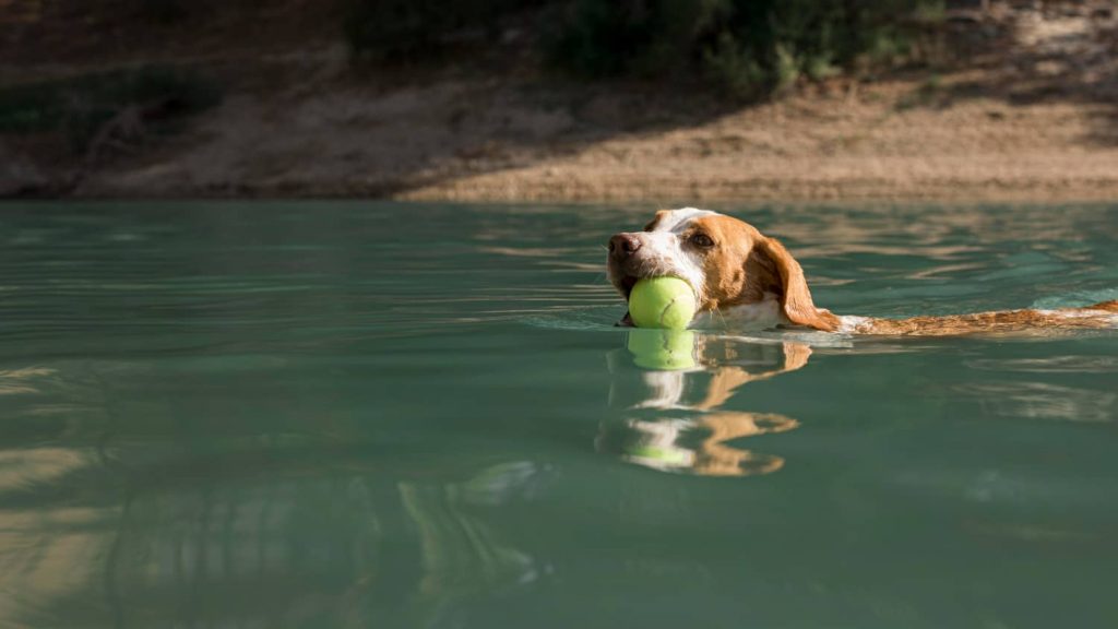 Precauciones al llevar a las mascotas a la playa o piscina que puedes dar desde tu clínica veterinaria