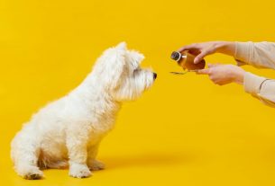 Recuerda a los clientes de tu clínica veterinaria los peligros de automedicar a sus mascotas