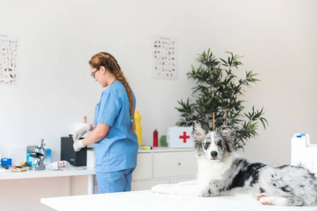 Características de un centro veterinario enfocado al bienestar animal