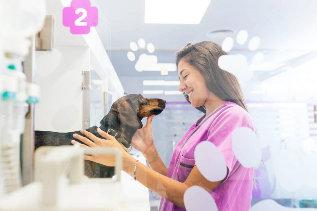 Características del centro veterinario enfocado al bienestar animal