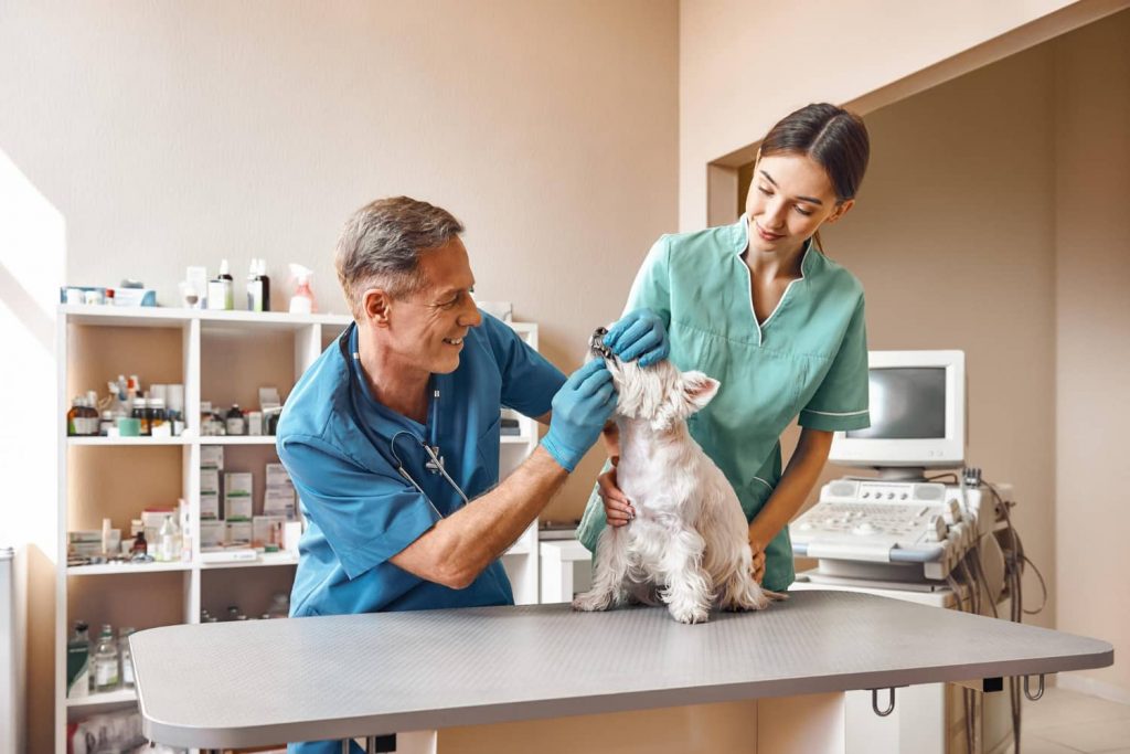 Importancia de fomentar las relaciones sociales en la clínica veterinaria y cómo hacerlo