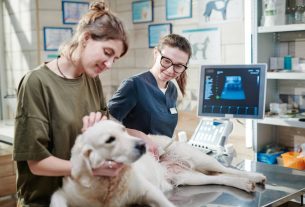 Por qué es importante fomentar las relaciones sociales en la clínica veterinaria