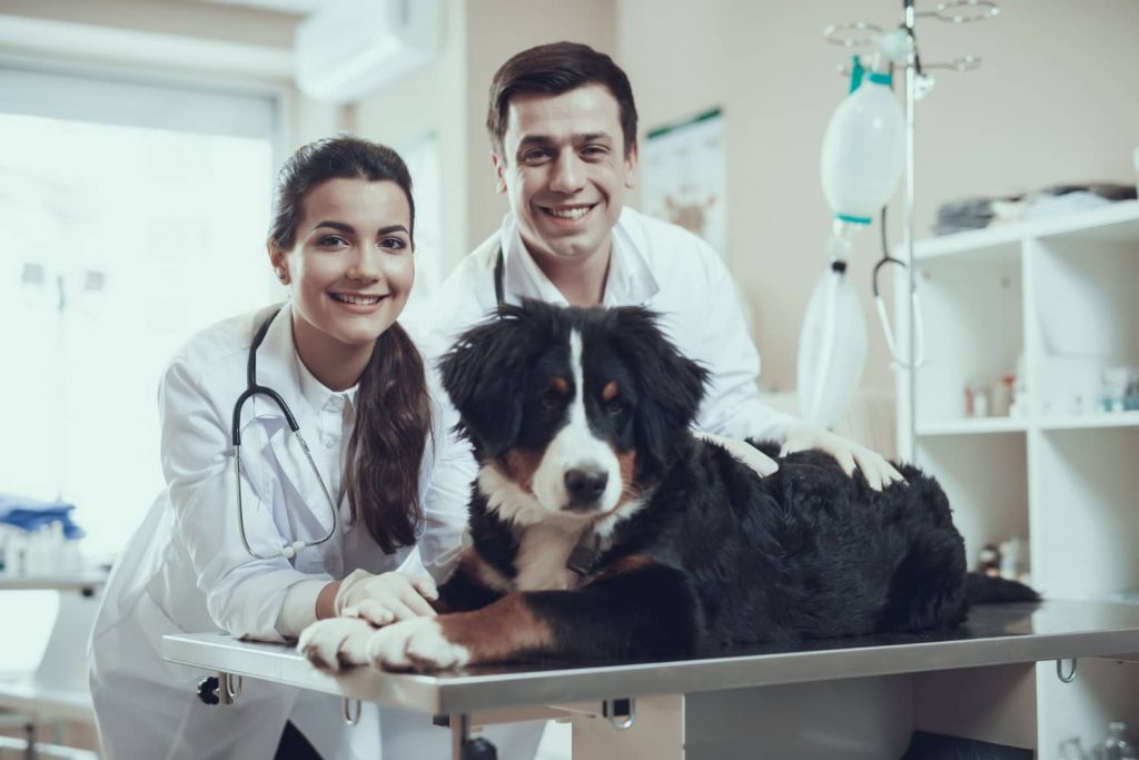 Cómo subir la moral al equipo veterinario