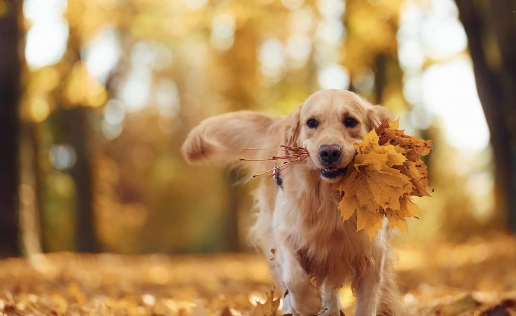 Ejemplos de estrategias de marketing para tu veterinaria en octubre