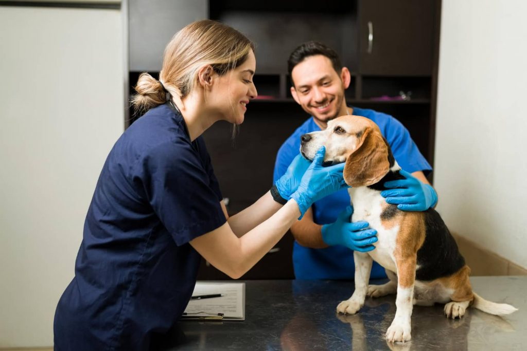 7 formas de subir la moral a tu equipo veterinario