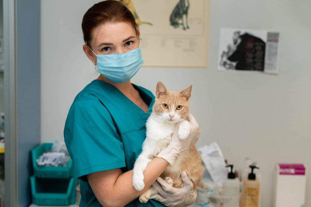 Beneficios de los paquetes de servicios personalizados en veterinaria