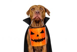 Ideas de marketing para Halloween en tu clínica veterinaria