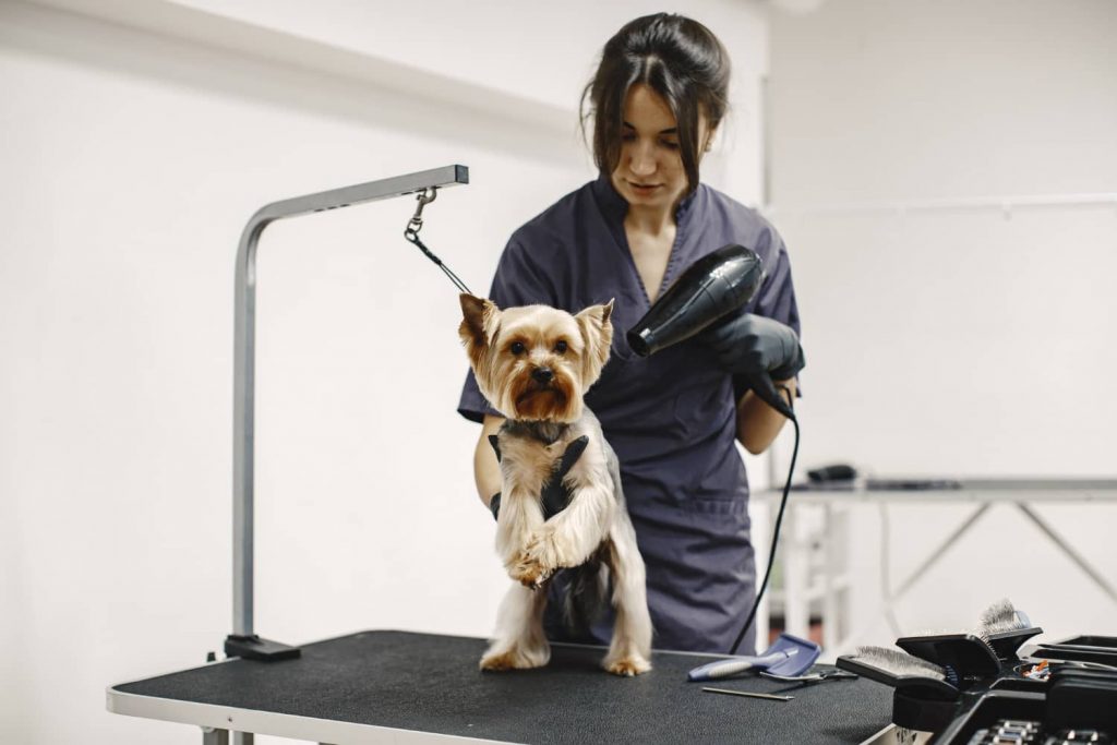 Beneficios de la diversificación de los servicios en la clínica veterinaria