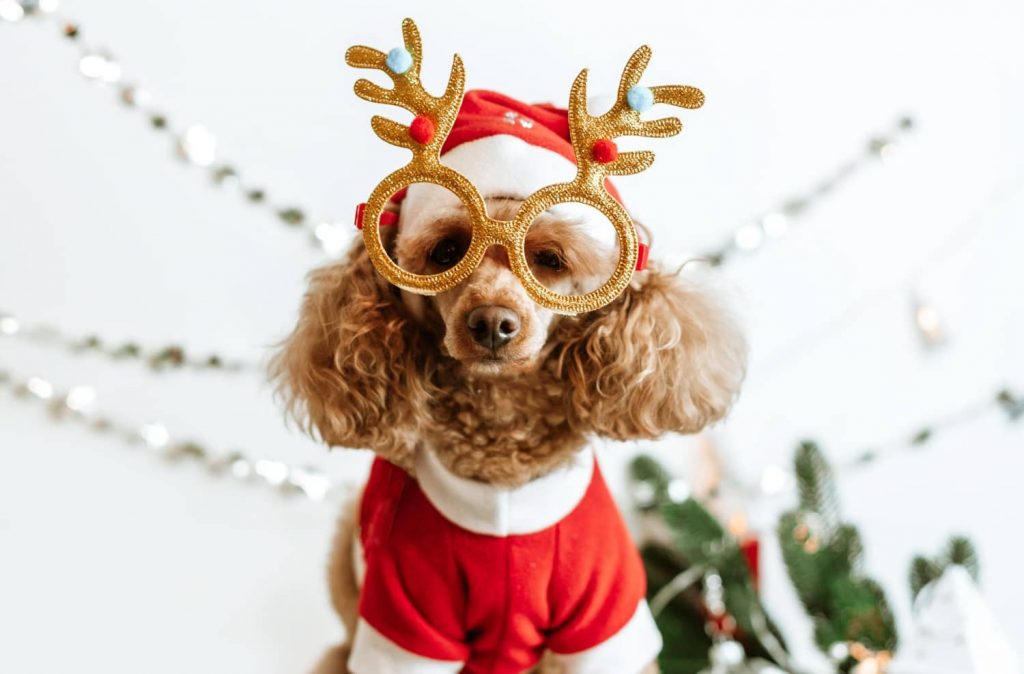 Cómo organizar una sesión fotográfica navideña con mascota en tu clínica veterinaria