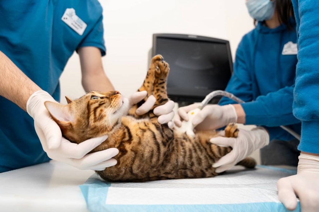Cómo promocionar los servicios veterinarios especializados