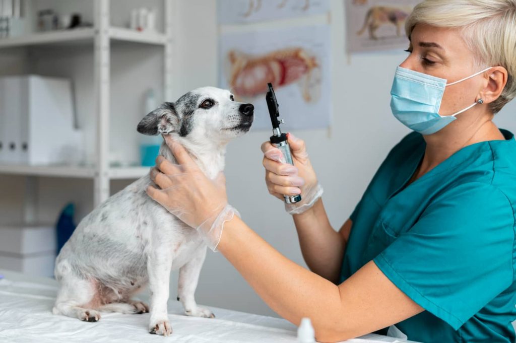 Cómo hacer una buena gestión de inventario en la clínica veterinaria