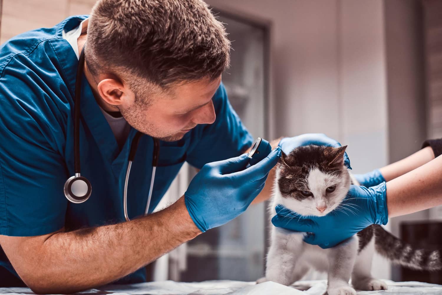 Marketing aplicado en veterinaria: qué es y qué ventajas ofrece