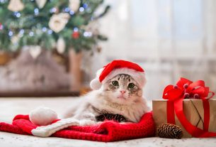 Organiza una sesión fotográfica navideña con mascotas en tu veterinaria
