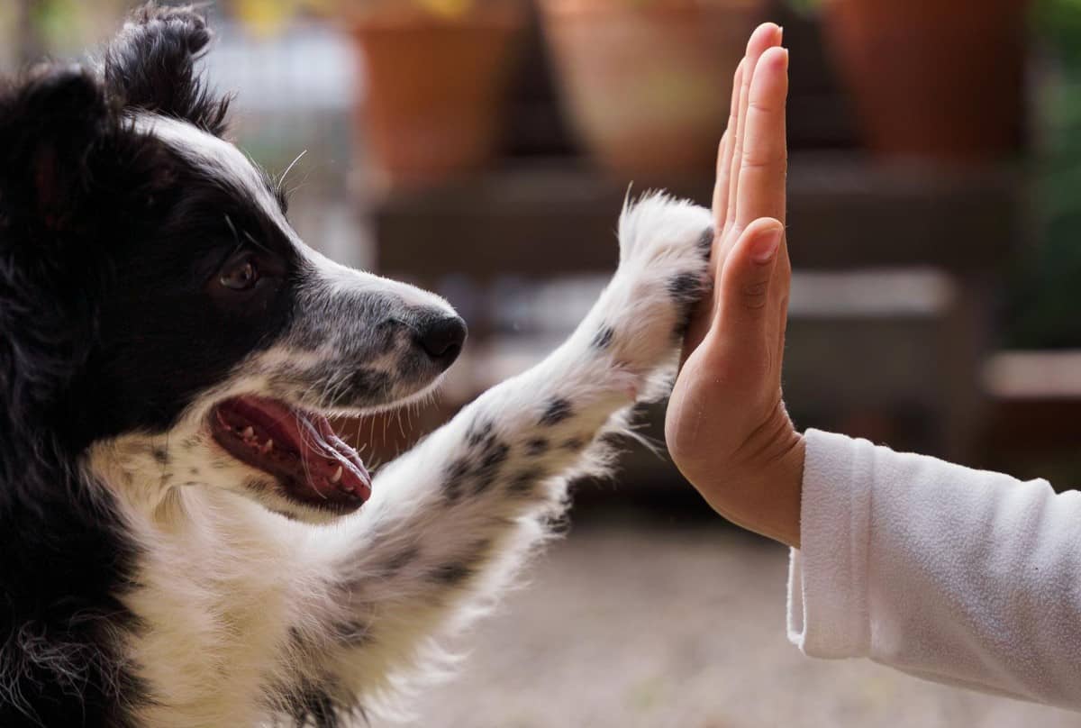 Organizar eventos benéficos para animales desde tu clínica veterinaria