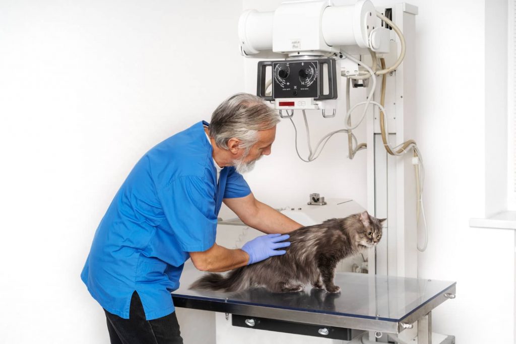 Claves para fundamentar una reputación sólida para tu clínica veterinaria