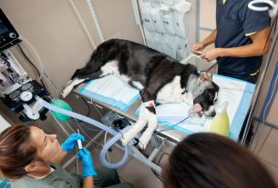 Plan de comunicación para urgencias veterinarias en la clínica