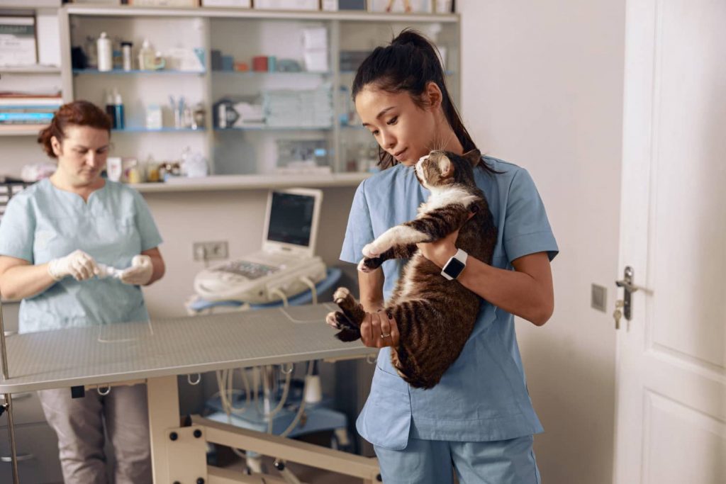 Causas de la rotación del personal en clínicas veterinarias