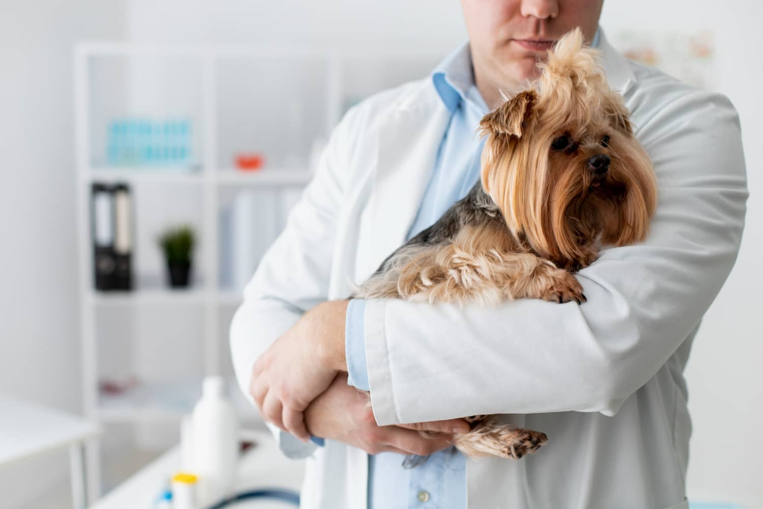 Las cosas que más estresan a los profesionales de la veterinaria