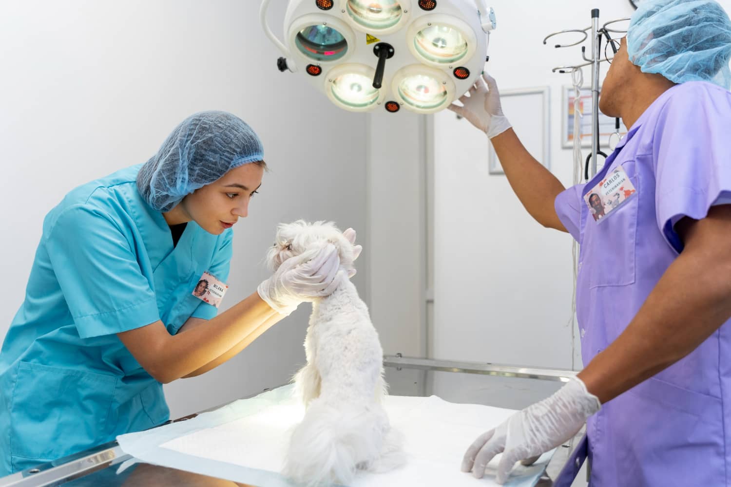 Crear un ambiente seguro y saludable en la clínica veterinaria