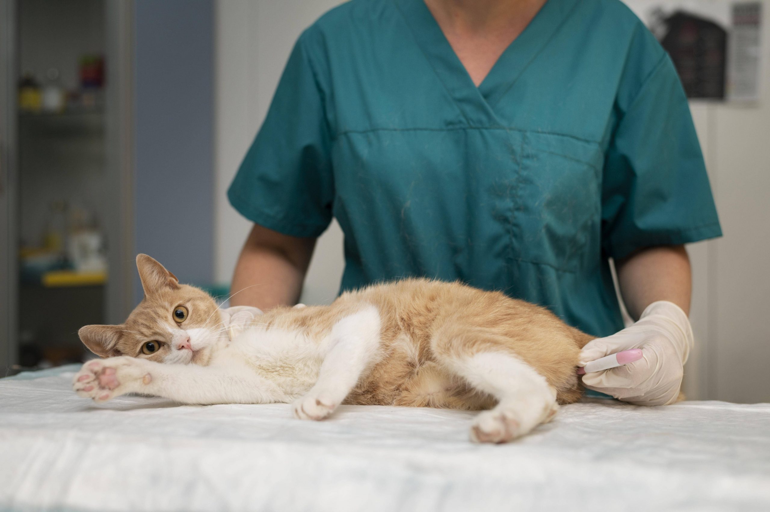 El ausentismo laboral en veterinaria: causas, impacto y estrategias para evitarlo