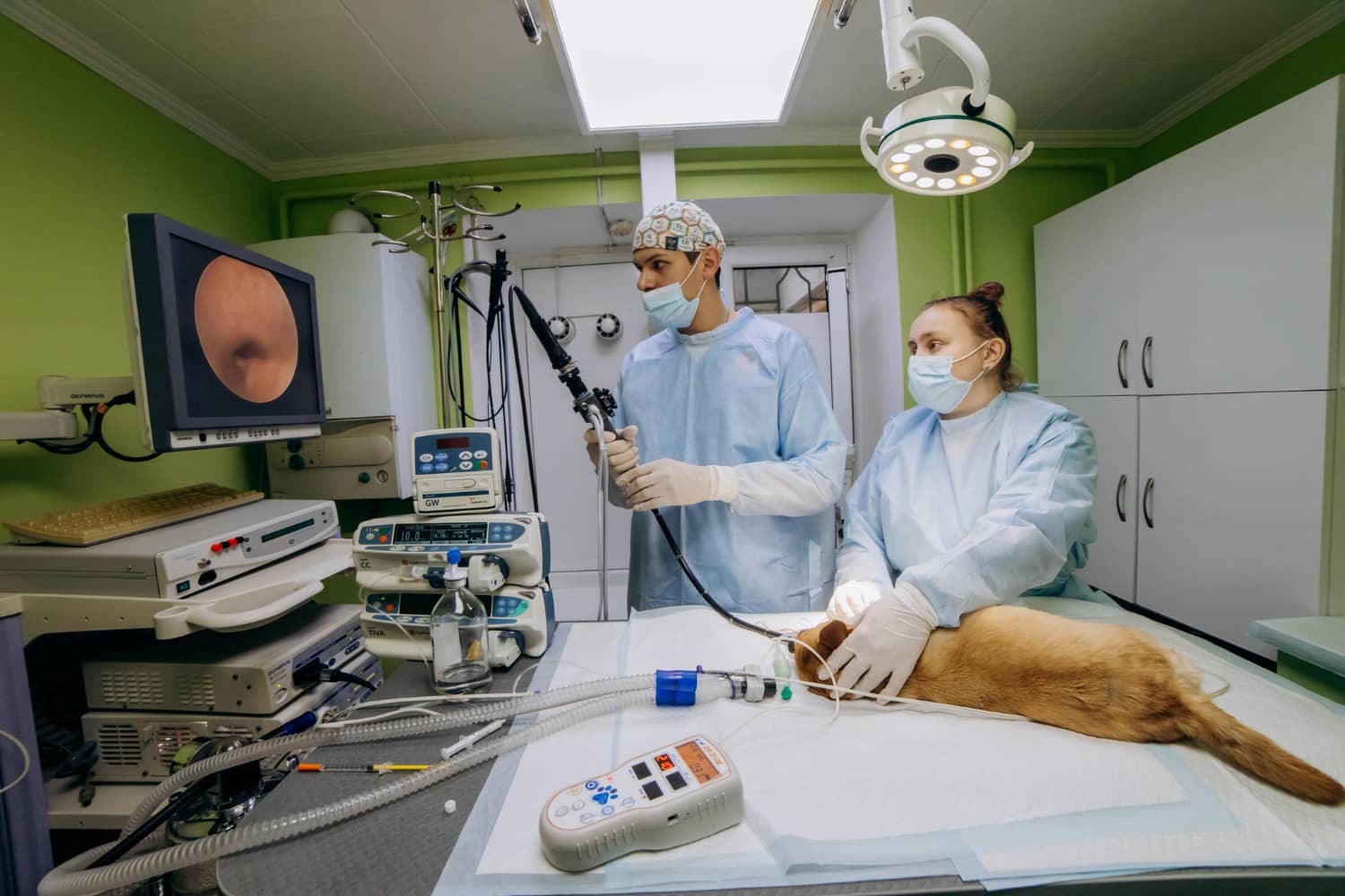 clinica veterinaria berardone di berardone michele