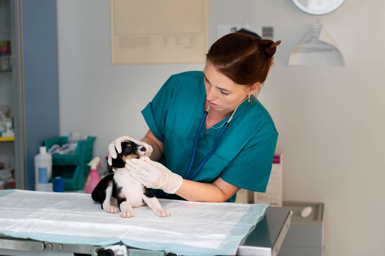 Ergonomía en el trabajo veterinario: cuidando a los cuidadores peludos