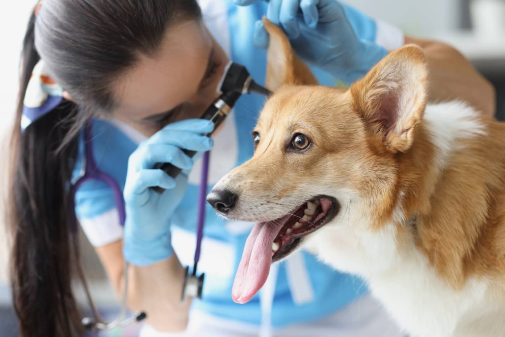 Estrategias para promover el descanso en la profesión veterinaria