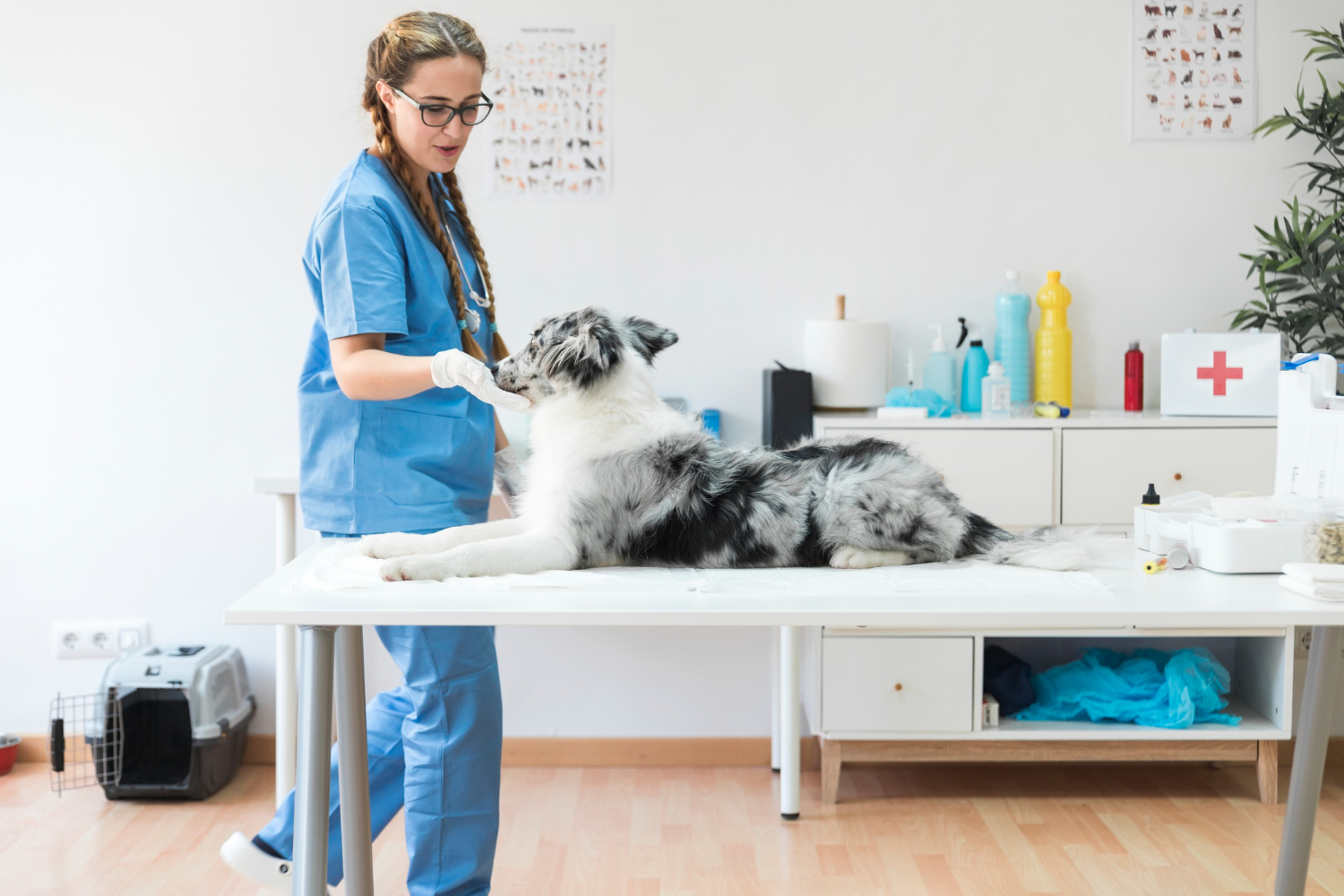 Implementar marketing exitoso para servicios de emergencia en la clínica veterinaria