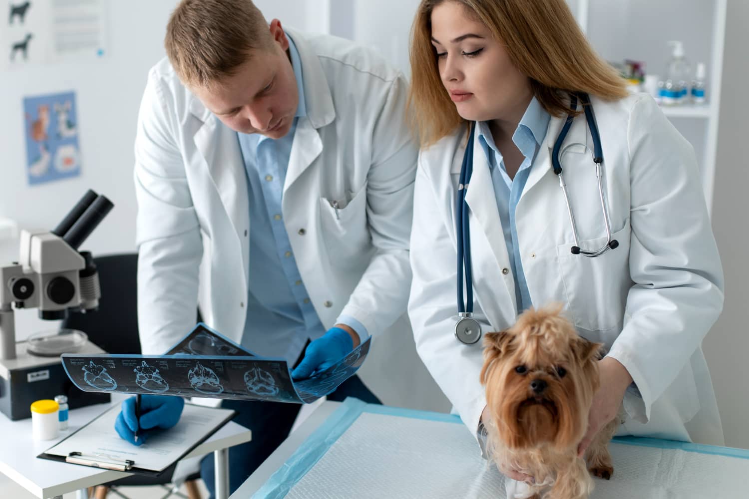 Mejora continua en veterinaria